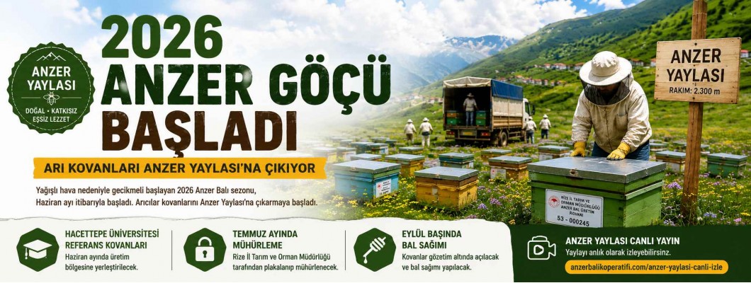 2026 Anzer Göçü Başladı: Arı Kovanları Anzer Yaylası'na Çıkıyor