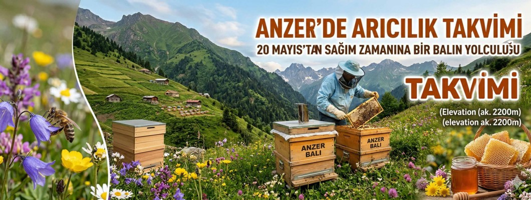 Anzer’de Arıcılık Takvimi: 20 Mayıs’tan Sağım Zamanına Balın Yolculuğu