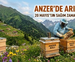 Anzer’de Arıcılık Takvimi: 20 Mayıs’tan Sağım Zamanına Balın Yolculuğu