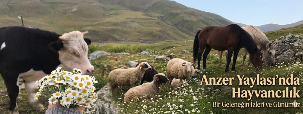 Anzer Yaylasında Hayvancılık